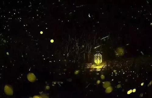 流萤最新爆料新闻